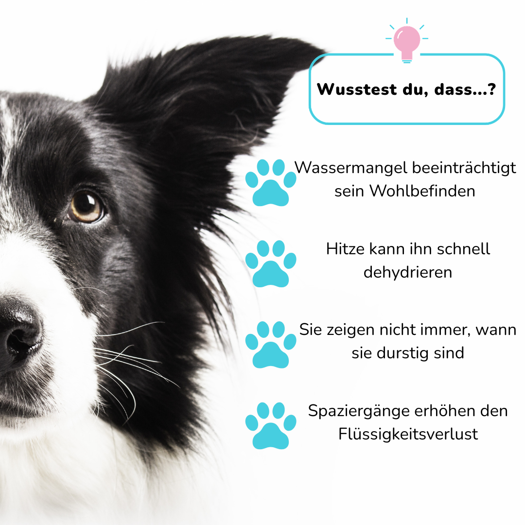 Wasserflasche für Hunde